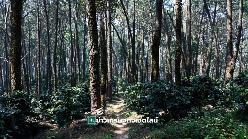 Thai carbon credit go inter