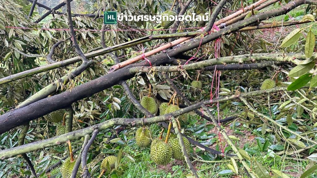 durian chantaburi attacked