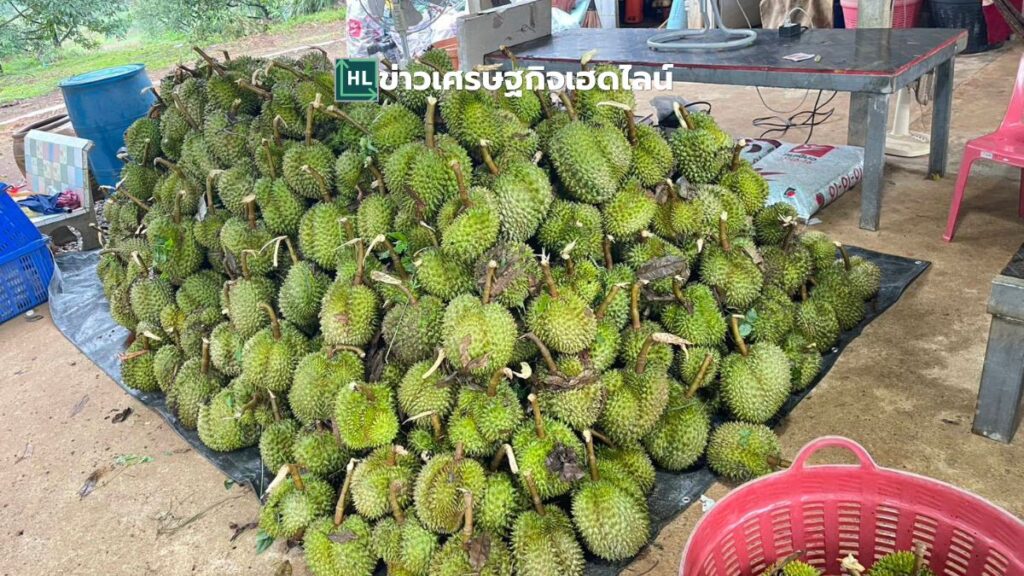 durian fall sales point